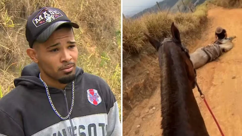 Imagem - 'Não sou um monstro', diz jovem que confessou decepar patas de cavalo