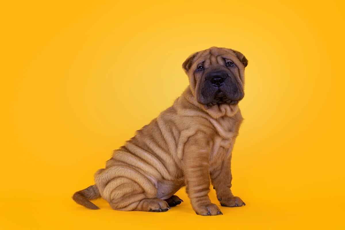 A pele enrugada dos cães exige cuidados específicos dos tutores (Imagem: Nynke van Holten | Shutterstock)