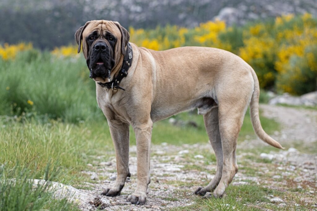 O mastim inglês é considerado um dos maiores cães do mundo (Imagem: Monica Arauz | Shutterstock)