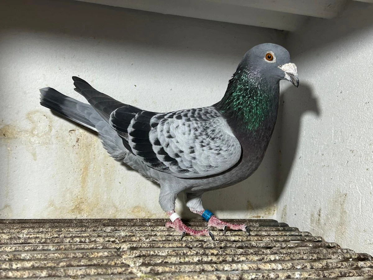 Hoje, Sérgio cuida de 350 aves em Alagoinhas
