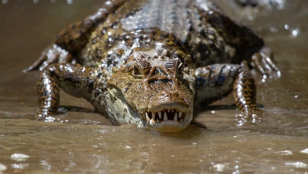Quanto mais intenso o sofrimento aparente, maior era a reação dos animais