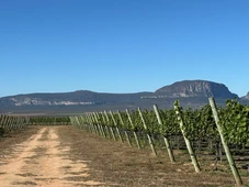Imagem - Safra 2025 da UVVA promete grandes vinhos, anuncia enólogo