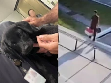 Imagem - VÍDEO: Homem abandona cadela em aeroporto por 3 meses após recusa de embarque com animal