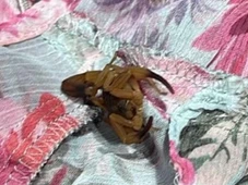 Imagem - Estudante é picada por escorpião em provador de loja de grife em shopping
