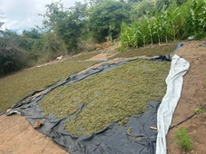 Imagem - Advogado e idosa são presos em operação para desarticular plantio de drogas na Chapada