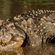 Imagem - Crocodilos reagem ao choro de bebês de forma assustadora; veja