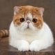 Imagem - Conheça 8 raças de gato com o focinho curto