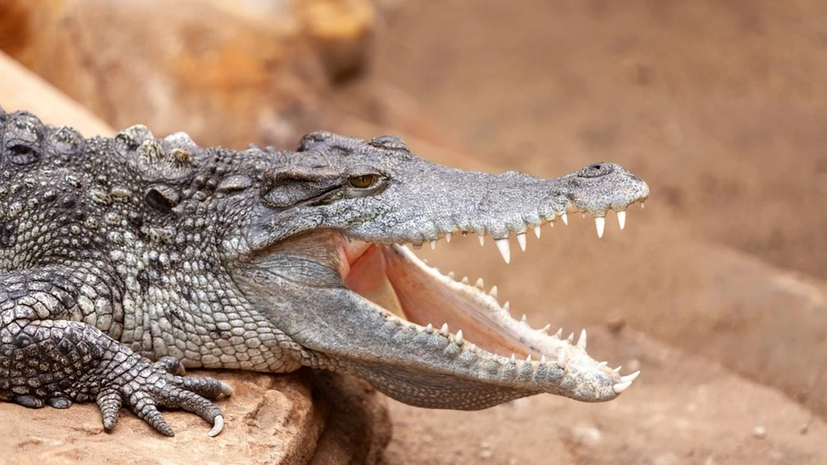 Crocodilo por Shutterstock