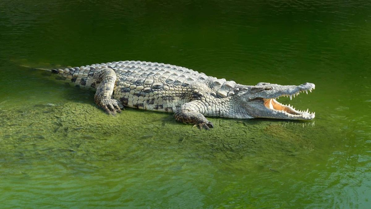 Crocodilo por Shutterstock
