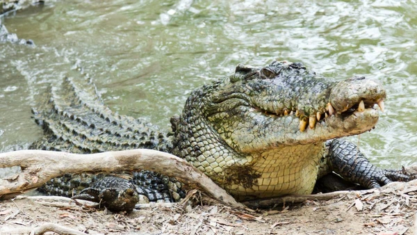 Crocodilo por Shutterstock