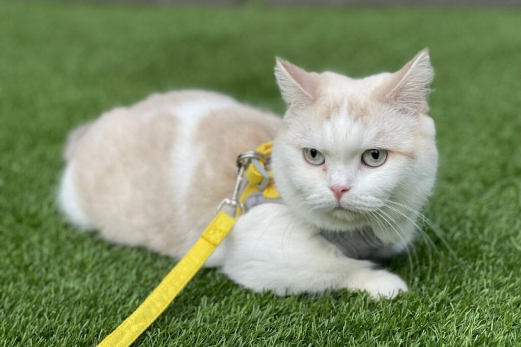 [Edicase]A raça munchkin pode apresentar tanto pelagem curta quanto longa (Imagem: LittlePigy | Shutterstock)  por Imagem: LittlePigy | Shutterstock