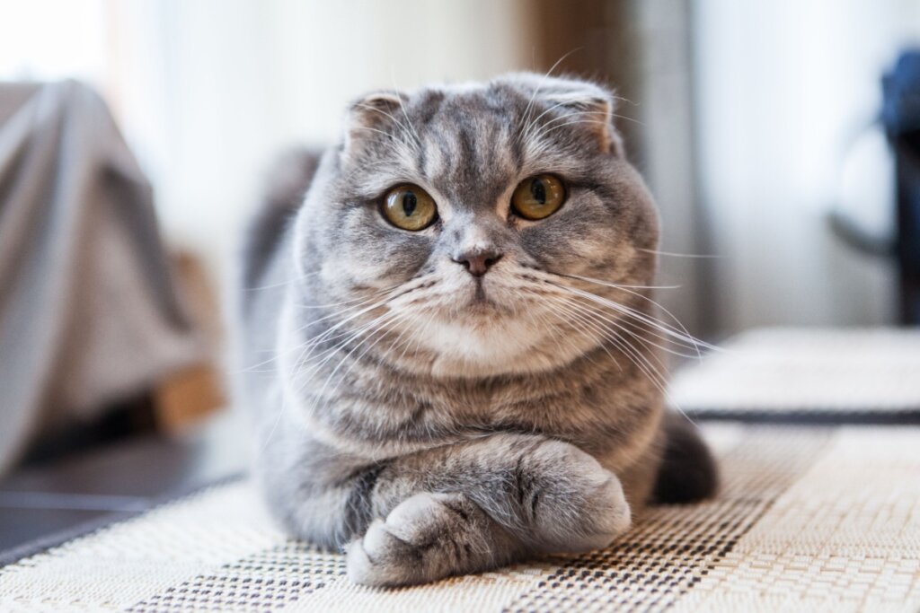 [Edicase]A raça scottish fold é conhecida pelas orelhas dobradas para frente (Imagem: Andrey Tairov | Shutterstock)  por Imagem: Andrey Tairov | Shutterstock