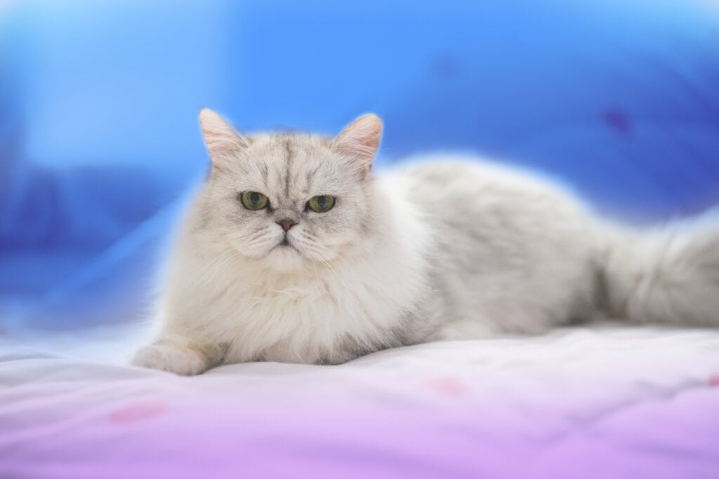 [Edicase]Além do focinho achatado, o gato persa também é conhecido pela pelagem longa e densa (Imagem: ANURAK PONGPATIMET | ShutterStock) por Imagem: ANURAK PONGPATIMET | ShutterStock