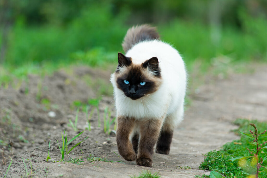 [Edicase]O gato himalaio é resultado do cruzamento entre as raças persa e siamês (Imagem: ecuadorplanet | Shutterstock) por Imagem: ecuadorplanet | Shutterstock