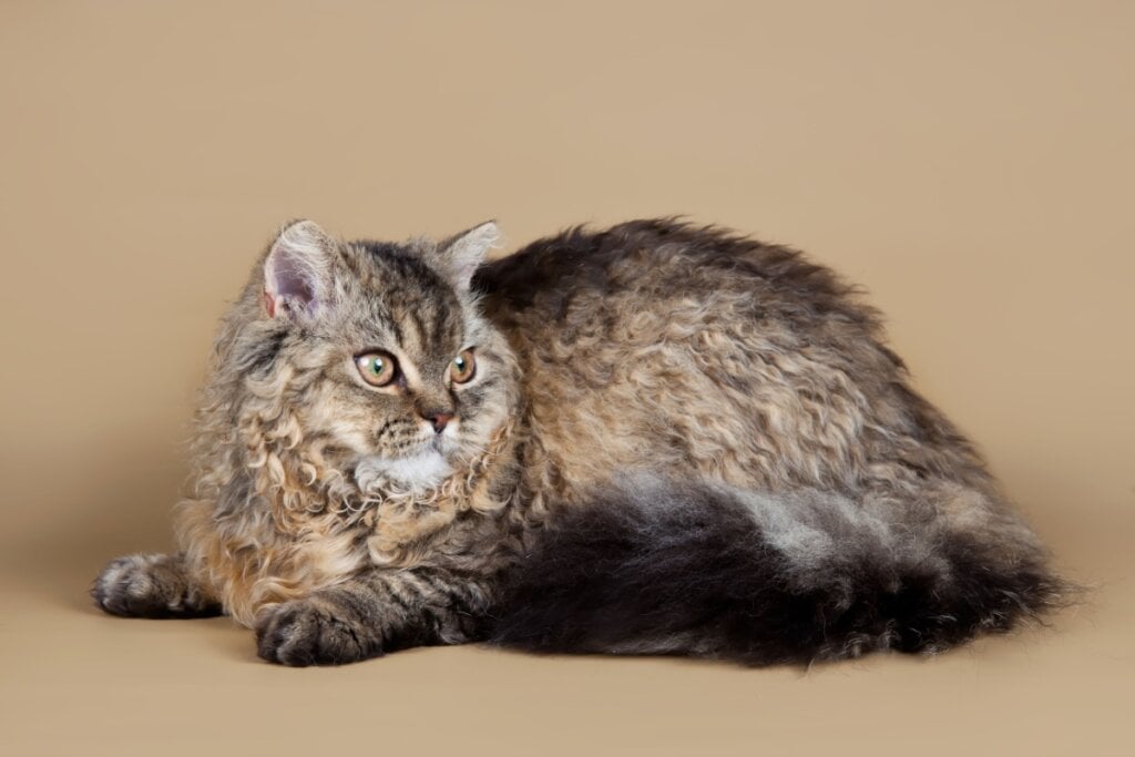 [Edicase]Uma das características mais marcantes do selkirk rex é o pelo encaracolado (Imagem: mdmmikle | Shutterstock)  por Imagem: mdmmikle | Shutterstock