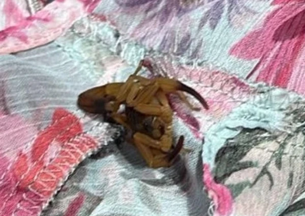 Estudante é picada por escorpião em provador de loja de grife em shopping