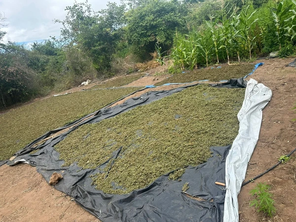 Plantação com até 100 mil pés foi localizada em abril na zona rural de Morro de Chapéu