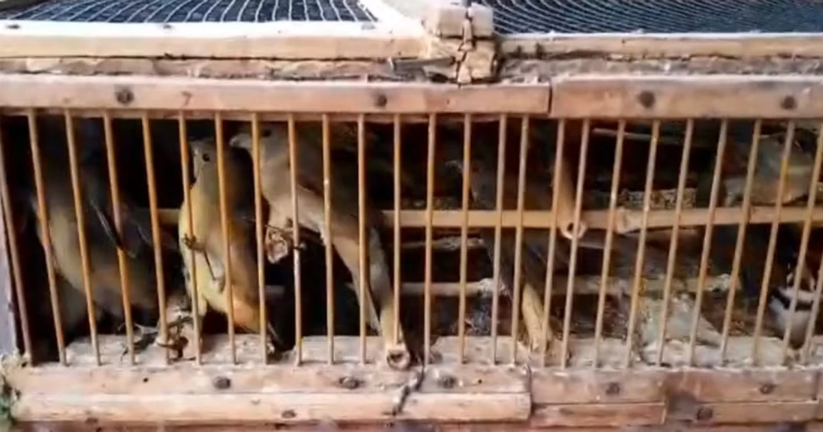 Imagem - Homem é preso e multado em mais de R$ 2 milhões por transporte ilegal de 578 aves silvestres