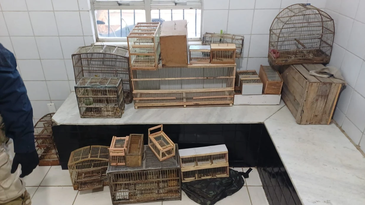 Imagem - Mais de 200 aves silvestres são resgatadas de comércio ilegal na Bahia