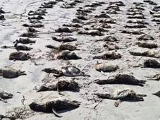 Imagem - Mais de 650 pinguins-de-magalhães são encontrados mortos em praia na última semana