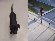 Imagem - Passageiro é preso após não conseguir embarcar com cachorro e abandoná-lo em aeroporto