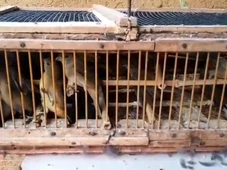 Imagem - Homem é preso e multado em mais de R$ 2 milhões por transporte ilegal de 578 aves silvestres
