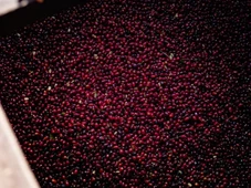 Imagem - Café mais caro do mundo é vendido por R$ 160 mil o kg; saiba o que torna ele diferenciado