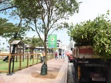 Imagem - Salvador inicia programa de arborização com plantio de 115 árvores na Pituba