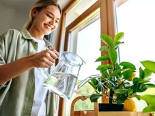 Imagem - Mora em apartamento? Descubra as melhores frutas para cultivar em vasos
