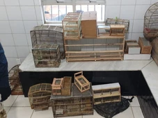 Imagem - Mais de 200 aves silvestres são resgatadas de comércio ilegal na Bahia