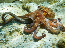 Imagem - O segredo que faz milhares de polvos se amontoarem em uma fenda no fundo do mar