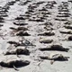 Imagem - Mais de 650 pinguins-de-magalhães são encontrados mortos em praia na última semana