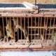 Imagem - Homem é preso e multado em mais de R$ 2 milhões por transporte ilegal de 578 aves silvestres