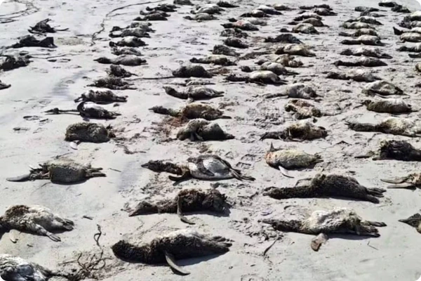 Animais foram encontrados já sem vida e em estado avançado de decomposição