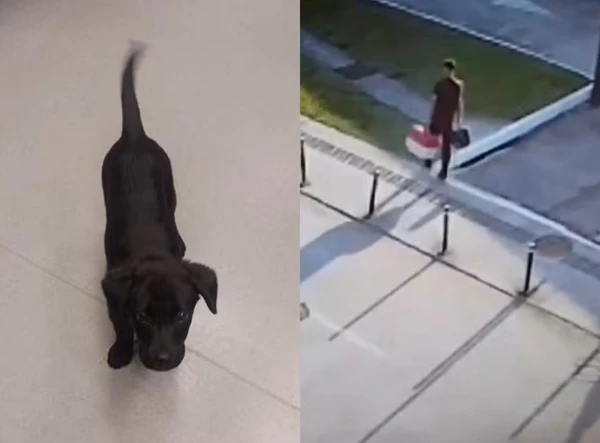 Animal foi deixado para trás