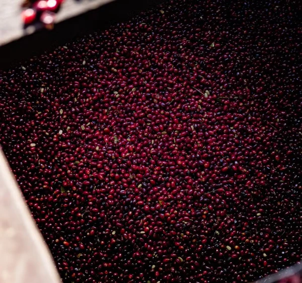 Café mais caro do mundo é vendido por R$ 160 mil o kg; saiba o que torna o produto diferenciado