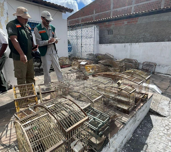 Mais de 200 aves silvestres são resgatadas de comércio ilegal na Bahia  por Divulgação/PC-BA
