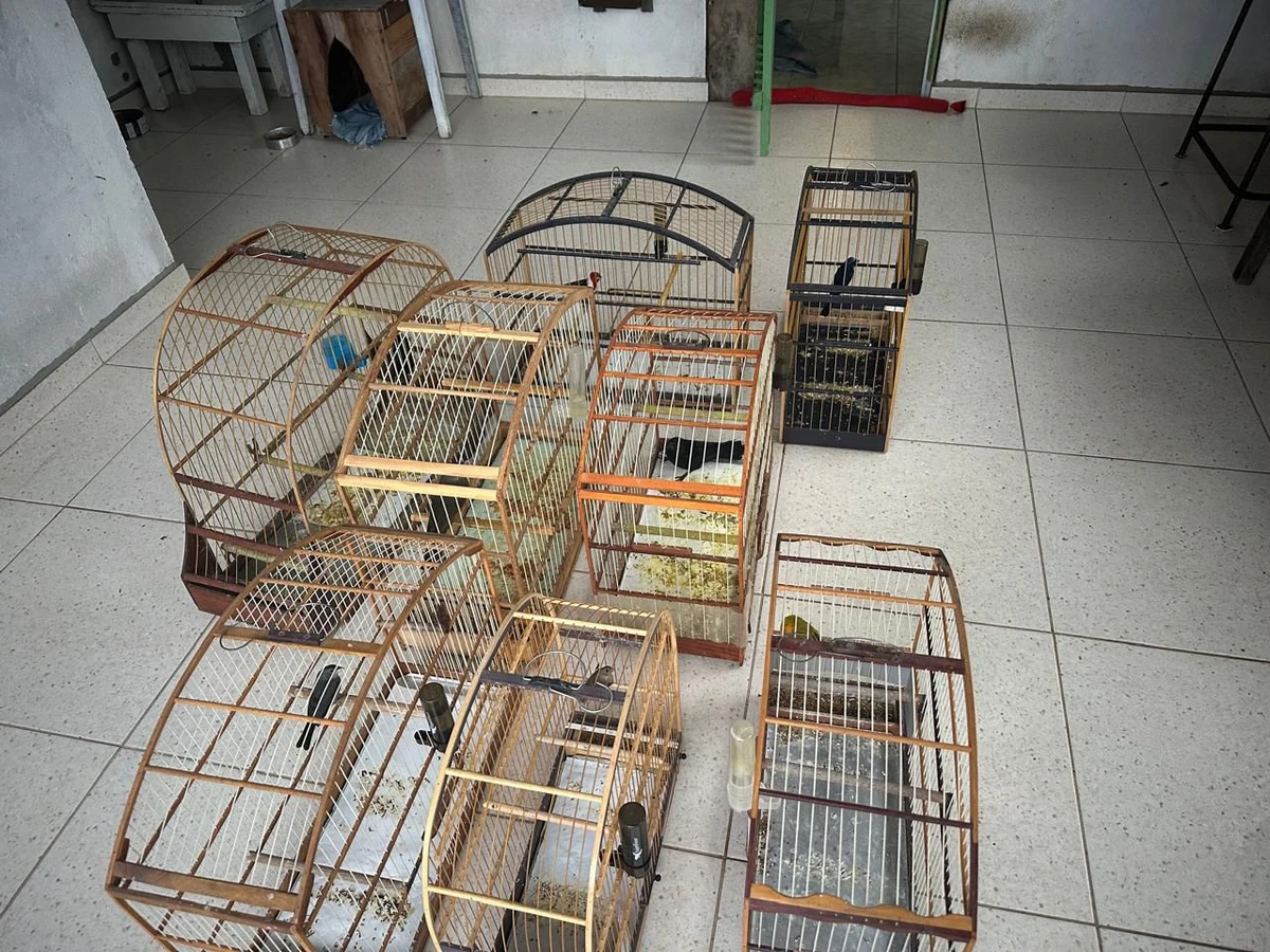 Mais de 200 aves silvestres são resgatadas de comércio ilegal na Bahia  por Divulgação/PC-BA