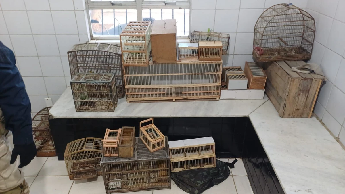 Mais de 200 aves silvestres são resgatadas de comércio ilegal na Bahia  por Divulgação/PC-BA