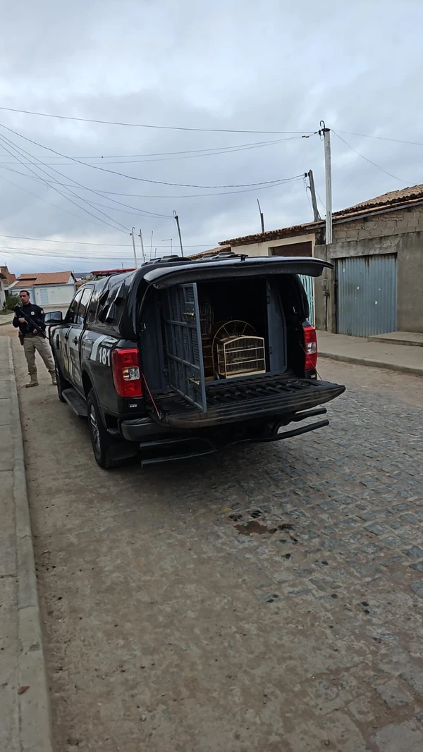 Mais de 200 aves silvestres são resgatadas de comércio ilegal na Bahia  por Divulgação/PC-BA