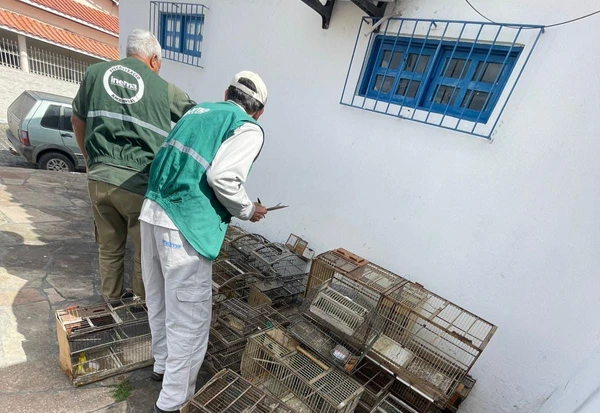 Mais de 200 aves silvestres são resgatadas de comércio ilegal na Bahia  por Divulgação/PC-BA