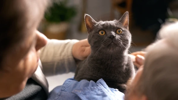 Planejamento é a chave para uma adoção feliz e responsável. Evite surpresas e garanta um lar forever para o felino
