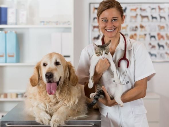 Imagem - Saiba a hora certa de castrar seu pet!