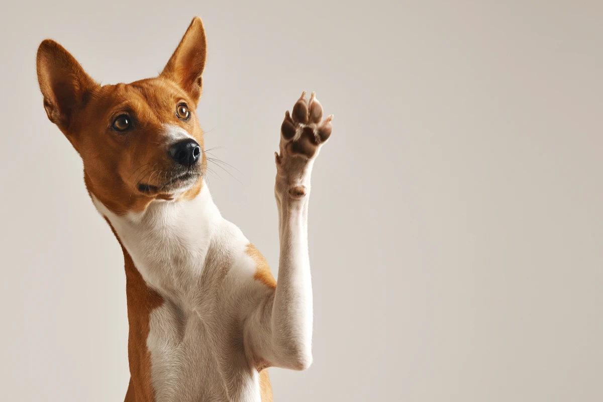 Pets por Reprodução | Freepik