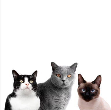 Pets por Reprodução | Freepik