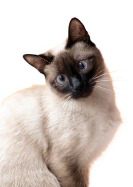 Pets por Reprodução | Freepik
