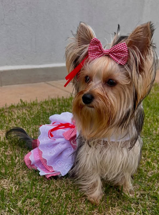 Pets por Reprodução | Instagram