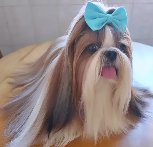 Pets por Reprodução | Instagram