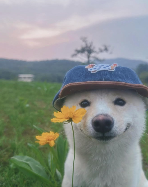 Pets por Reprodução | Instagram