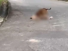 Imagem - Pitbull já matou outros dois cães e atacou duas pessoas na Bahia; saiba mais